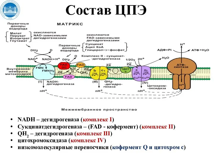 Состав ЦПЭ NADH – дегидрогеназа (комплекс I) Сукцинатдегидрогеназа – (FAD