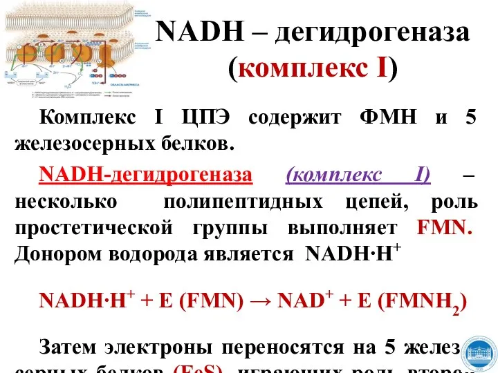 NADH – дегидрогеназа (комплекс I) Комплекс I ЦПЭ содержит ФМН