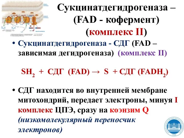 Сукцинатдегидрогеназа – (FAD - кофермент) (комплекс II) Сукцинатдегидрогеназа - СДГ