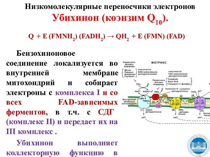 Бензохиноновое соединение локализуется во внутренней мембране митохондрий и собирает электроны