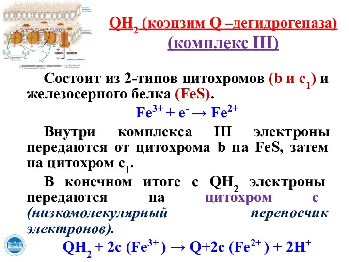 QH2 (коэнзим Q –дегидрогеназа) (комплекс III) Состоит из 2-типов цитохромов