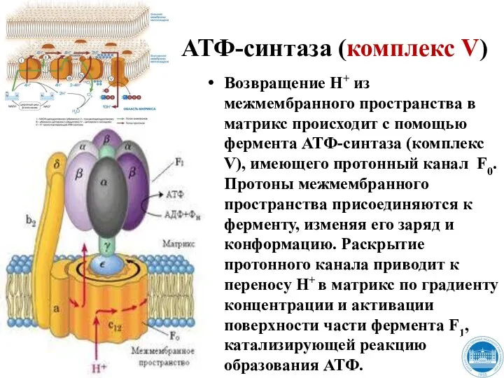 АТФ-синтаза (комплекс V) Возвращение Н+ из межмембранного пространства в матрикс