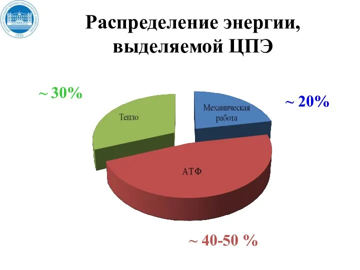 Распределение энергии, выделяемой ЦПЭ ~ 20% ~ 40-50 % ~ 30%