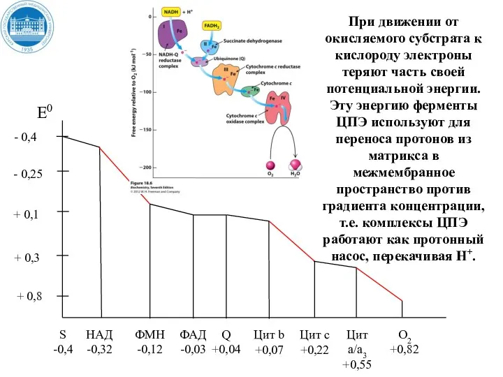 + 0,8 При движении от окисляемого субстрата к кислороду электроны