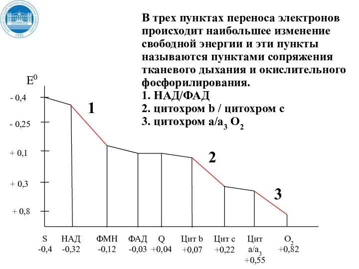 + 0,8 В трех пунктах переноса электронов происходит наибольшее изменение