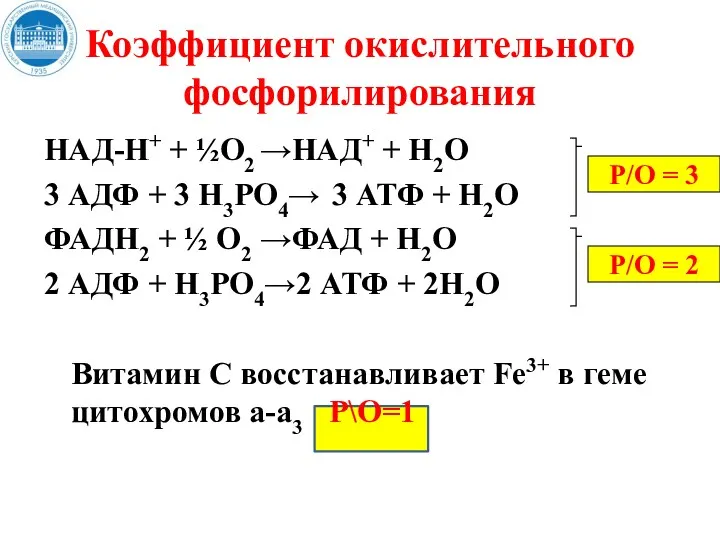 Коэффициент окислительного фосфорилирования НАД-Н+ + ½О2 →НАД+ + Н2О 3