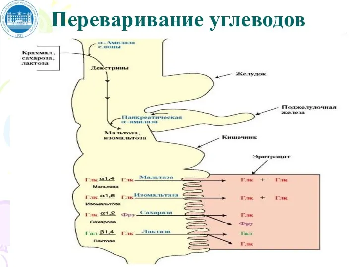 Переваривание углеводов