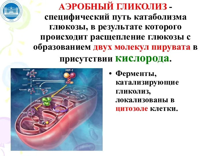 АЭРОБНЫЙ ГЛИКОЛИЗ - специфический путь катаболизма глюкозы, в результате которого