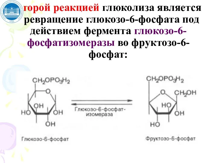 Второй реакцией глюколиза является превращение глюкозо-6-фосфата под действием фермента глюкозо-6-фосфатизомеразы во фруктозо-6-фосфат: