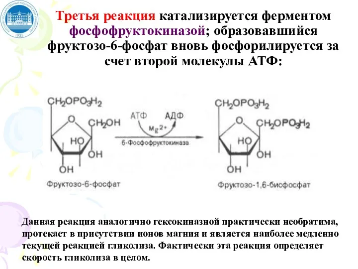 Третья реакция катализируется ферментом фосфофруктокиназой; образовавшийся фруктозо-6-фосфат вновь фосфорилируется за