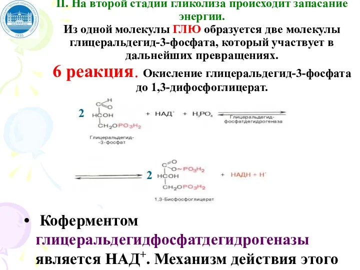 II. На второй стадии гликолиза происходит запасание энергии. Из одной