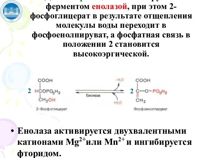 Девятая реакция катализируется ферментом енолазой, при этом 2-фосфоглицерат в результате