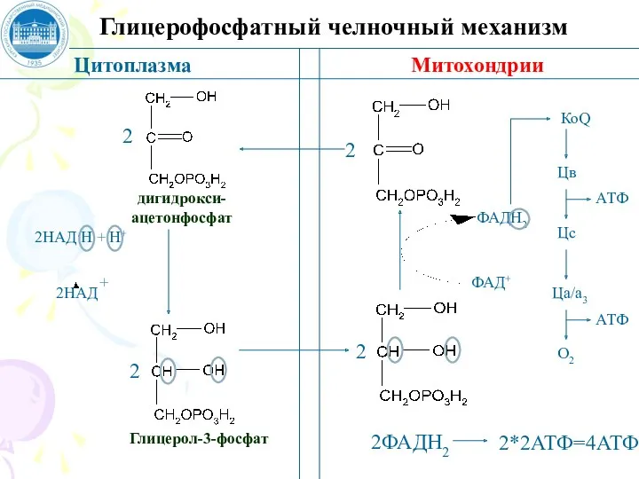 Глицерофосфатный челночный механизм Цитоплазма Митохондрии дигидрокси- ацетонфосфат Глицерол-3-фосфат 2 2