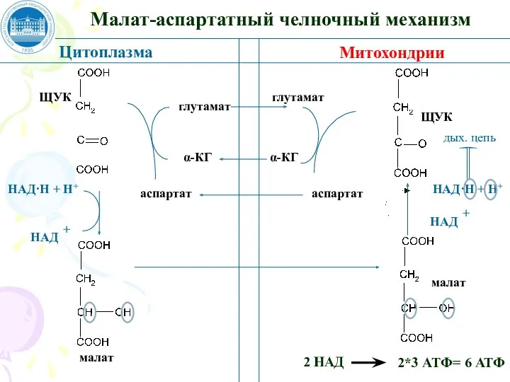 Малат-аспартатный челночный механизм Цитоплазма Митохондрии ЩУК малат НАД·Н + Н+