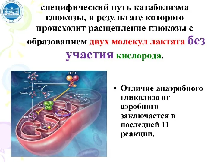 АНАЭРОБНЫЙ ГЛИКОЛИЗ - специфический путь катаболизма глюкозы, в результате которого