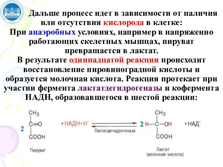 Дальше процесс идет в зависимости от наличия или отсутствия кислорода