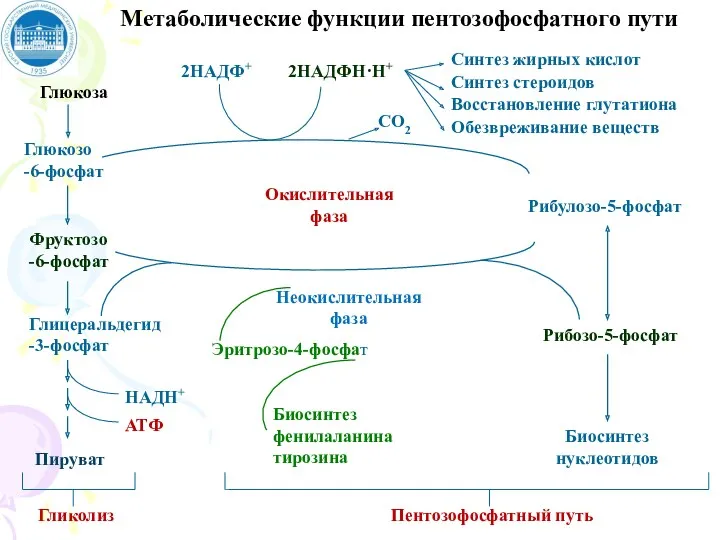 Глюкоза Глюкозо -6-фосфат Фруктозо -6-фосфат Глицеральдегид-3-фосфат Гликолиз 2НАДФ+ 2НАДФН·Н+ Окислительная