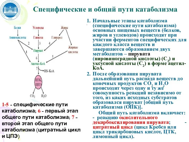 Специфические и общий пути катаболизма Начальные этапы катаболизма (специфические пути