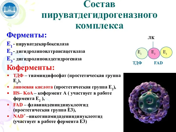 Состав пируватдегидрогеназного комплекса Ферменты: Е1 - пируватдекарбоксилаза Е2 - дигидролипоилтрансацетилаза