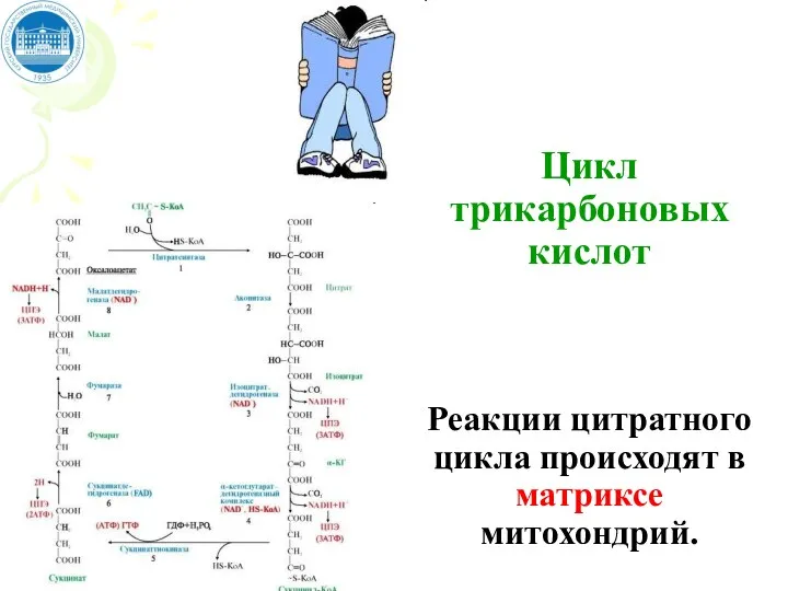 Цикл трикарбоновых кислот Реакции цитратного цикла происходят в матриксе митохондрий.