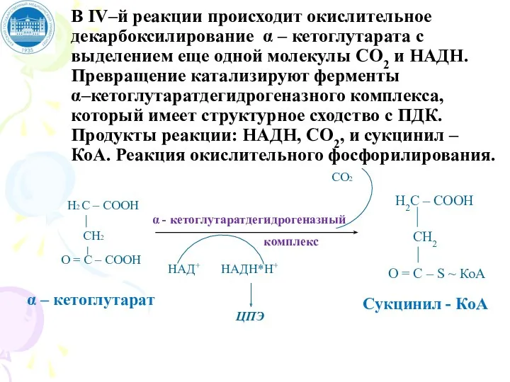 В IV–й реакции происходит окислительное декарбоксилирование α – кетоглутарата с