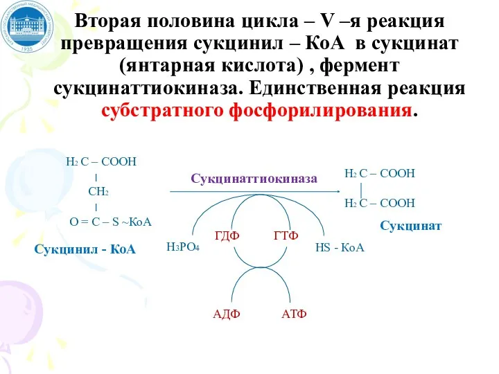 Вторая половина цикла – V –я реакция превращения сукцинил –