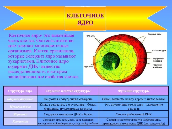 Клеточное ядро- это важнейшая часть клетки. Оно есть почти во