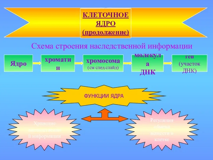 Схема строения наследственной информации КЛЕТОЧНОЕ ЯДРО (продолжение) Ядро хроматин хромосома