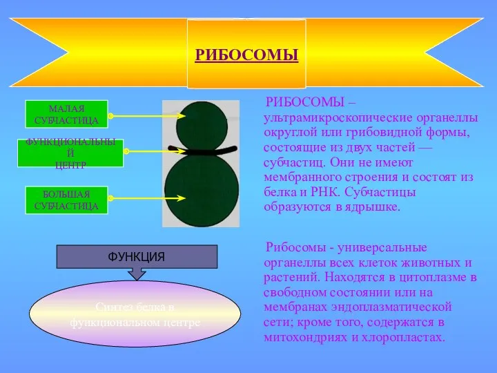 РИБОСОМЫ – ультрамикроскопические органеллы округлой или грибовидной формы, состоящие из