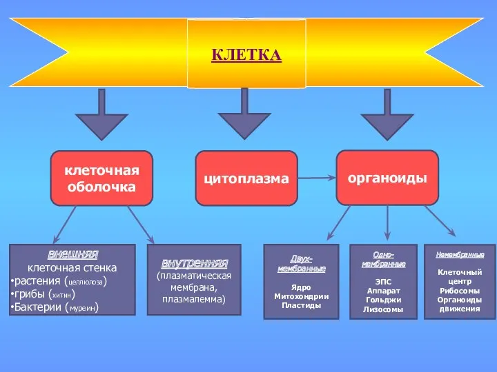 КЛЕТКА клеточная оболочка цитоплазма органоиды внешняя клеточная стенка растения (целлюлоза)