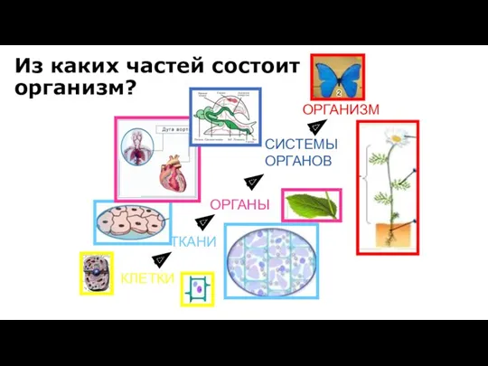 КЛЕТКИ ТКАНИ ОРГАНЫ СИСТЕМЫ ОРГАНОВ ОРГАНИЗМ Из каких частей состоит организм?