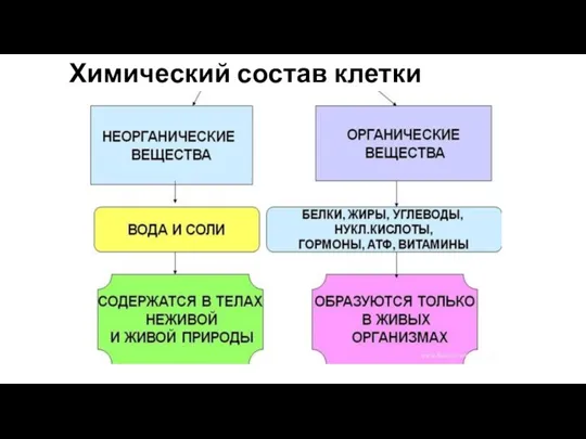 Химический состав клетки