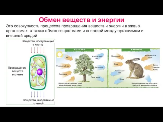 Обмен веществ и энергии Это совокупность процессов превращения веществ и