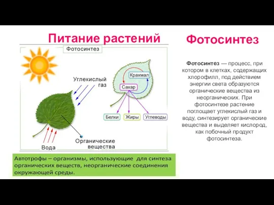 Фотосинтез Питание растений Фотосинтез — процесс, при котором в клетках,