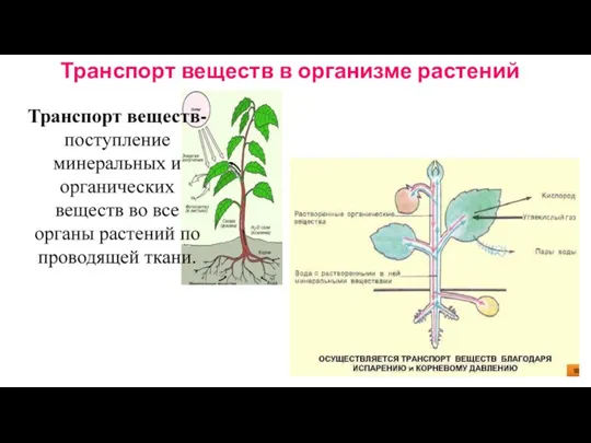Транспорт веществ в организме растений