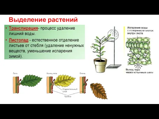 Выделение растений
