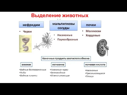 Выделение животных