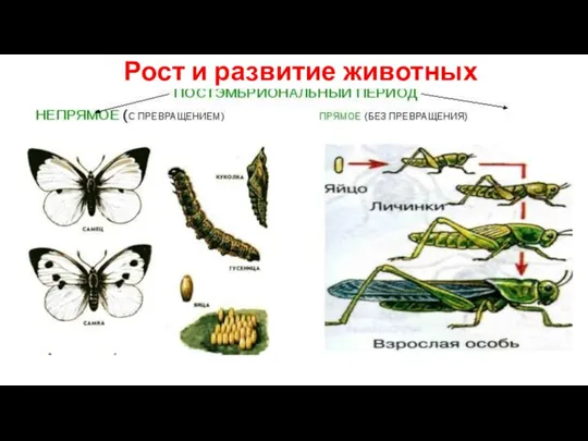 Рост и развитие животных