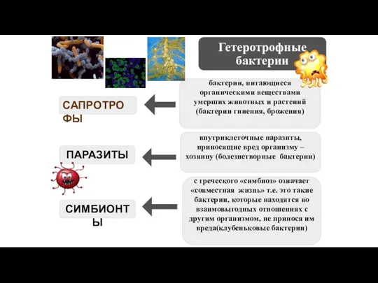 Гетеротрофные бактерии САПРОТРОФЫ ПАРАЗИТЫ СИМБИОНТЫ бактерии, питающиеся органическими веществами умерших