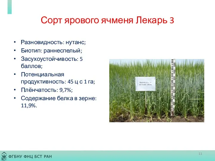 Сорт ярового ячменя Лекарь 3 Разновидность: нутанс; Биотип: раннеспелый; Засухоустойчивость: