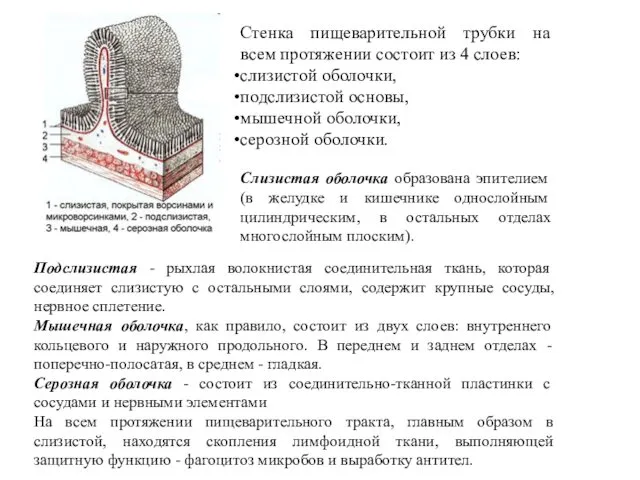 Подслизистая - рыхлая волокнистая соединительная ткань, которая соединяет слизистую с