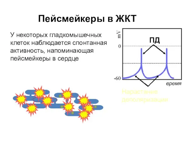 Пейсмейкеры в ЖКТ ПД время Нарастание деполяризации У некоторых гладкомышечных
