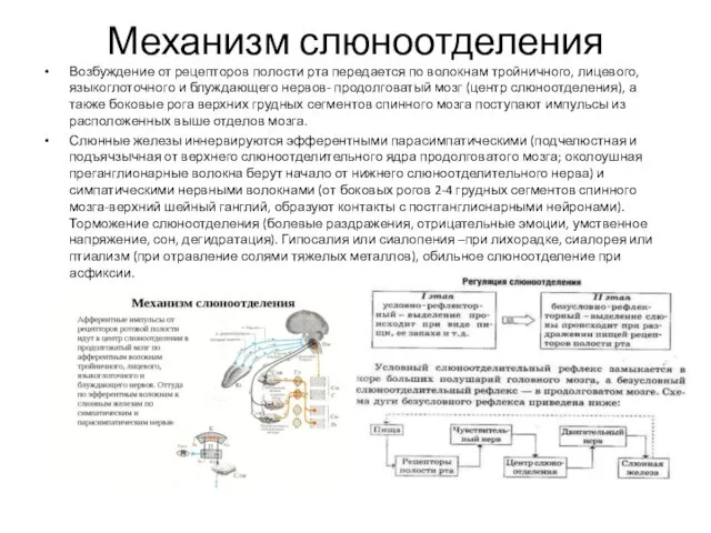 Механизм слюноотделения Возбуждение от рецепторов полости рта передается по волокнам