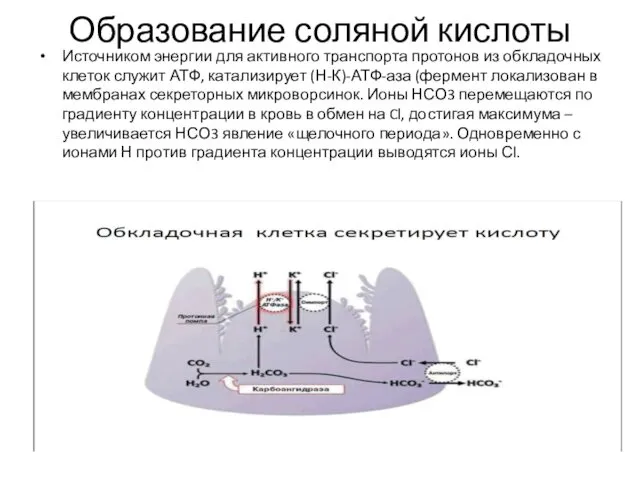 Образование соляной кислоты Источником энергии для активного транспорта протонов из