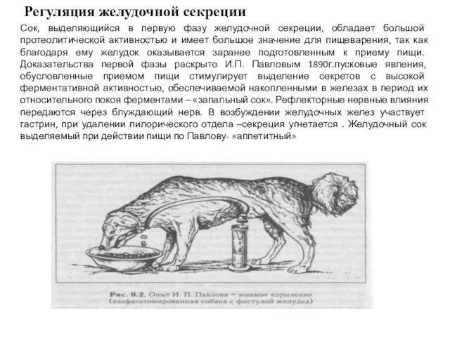 Регуляция желудочной секреции Сок, выделяющийся в первую фазу желудочной секреции,