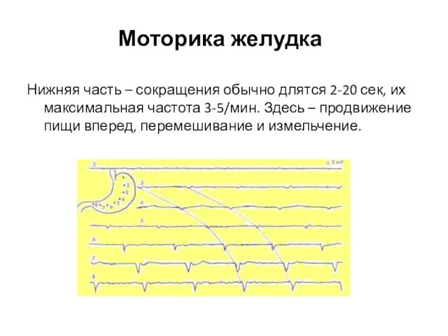 Моторика желудка Нижняя часть – сокращения обычно длятся 2-20 сек,