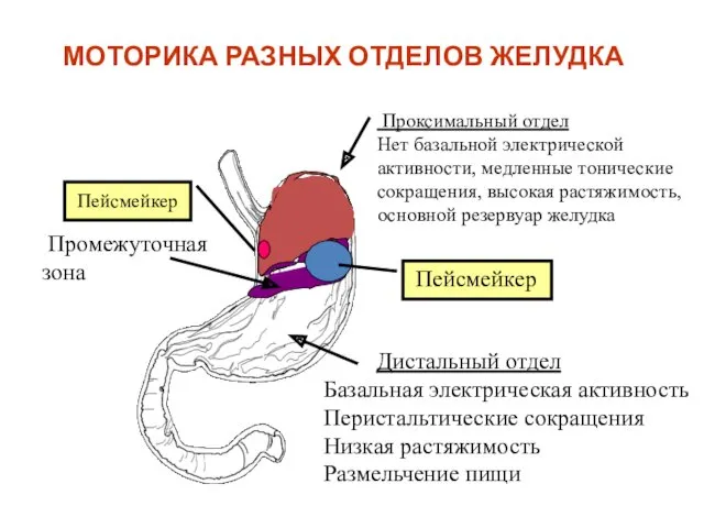 МОТОРИКА РАЗНЫХ ОТДЕЛОВ ЖЕЛУДКА Проксимальный отдел Нет базальной электрической активности,