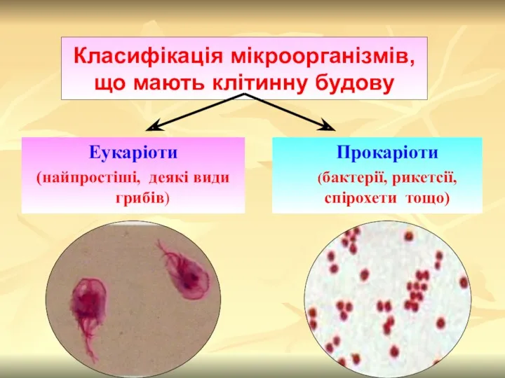 Класифікація мікроорганізмів, що мають клітинну будову Еукаріоти (найпростіші, деякі види грибів) Прокаріоти (бактерії, рикетсії, спірохети тощо)