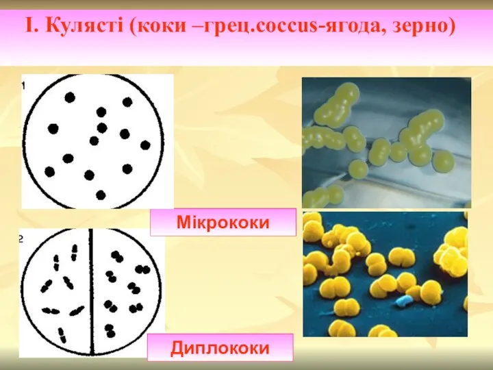 І. Кулясті (коки –грец.coccus-ягода, зерно) Диплококи Мікрококи