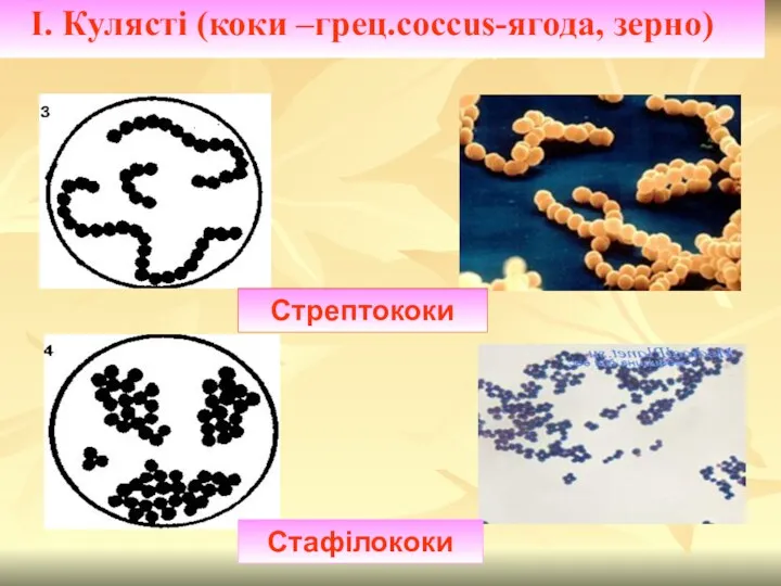 І. Кулясті (коки –грец.coccus-ягода, зерно) Стрептококи Стафілококи